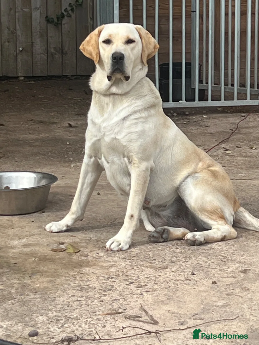 Labrador Retriever dogs for sale: Kc reg Labrador puppy’s for sale Solihull  - Advert 1