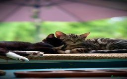 Mixed Breed cats for sale: Playful kittens - Image 9