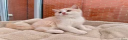 British Shorthair cats for sale: Stunning GCCF British Shorthair Cream Bicolour Boy - Advert 19