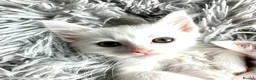 Mixed Breed cats for sale: A nice bunch of babies - Advert 4
