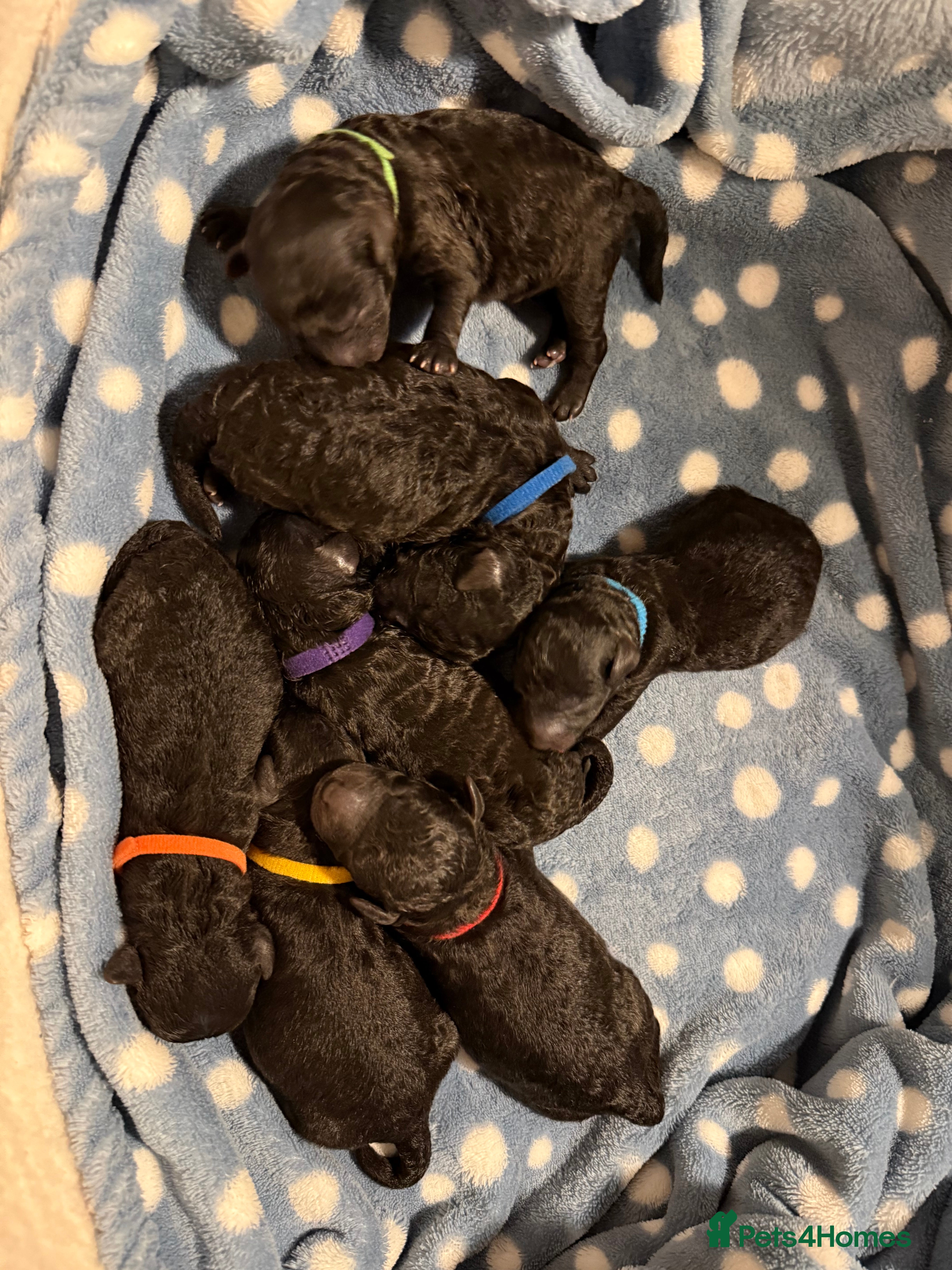 Miniature Poodle dogs OUTSTANDING SILVER MINI POODLES BEST IN 🇬🇧  - Advert 4