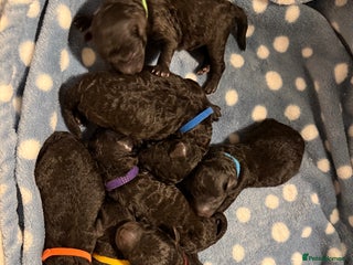 Miniature Poodle dogs OUTSTANDING SILVER MINI POODLES BEST IN 🇬🇧 - Advert 4