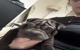 Shar Pei dogs for sale: Bone mouth sharpies  - Image 11