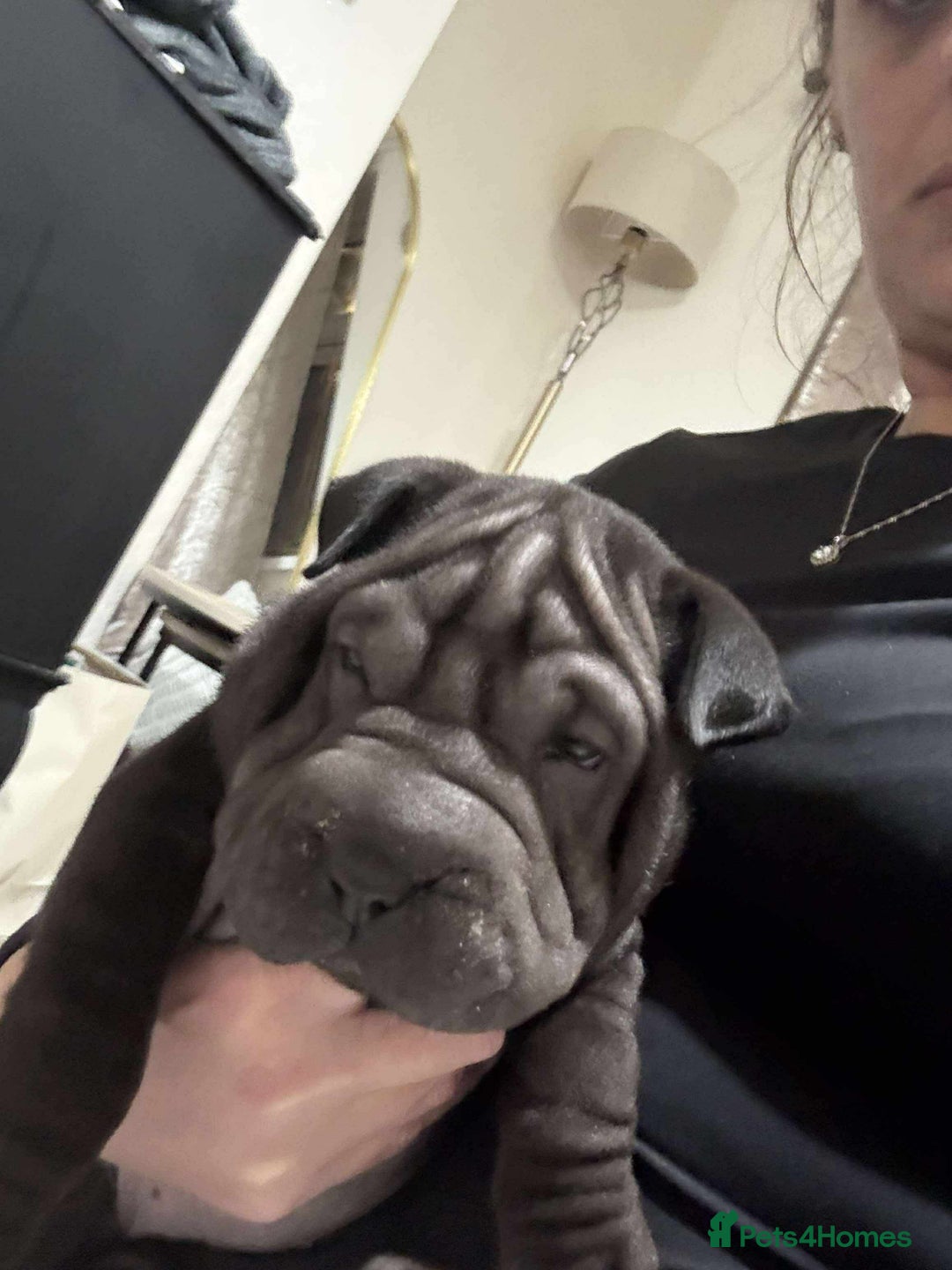 Shar Pei dogs for sale: Bone mouth sharpies  - Image 11
