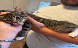 Mixed Breed cats for sale: Beautiful kittens  - Image 1