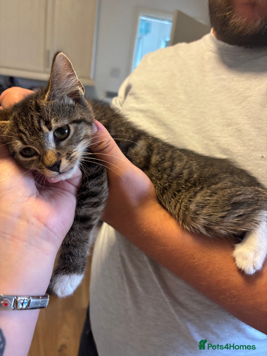 Mixed Breed cats for sale: Beautiful kittens  - Image 1