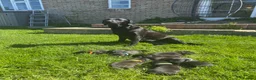 Labrador Retriever dogs for sale: 2 boys available  in Gloucester - Advert 1