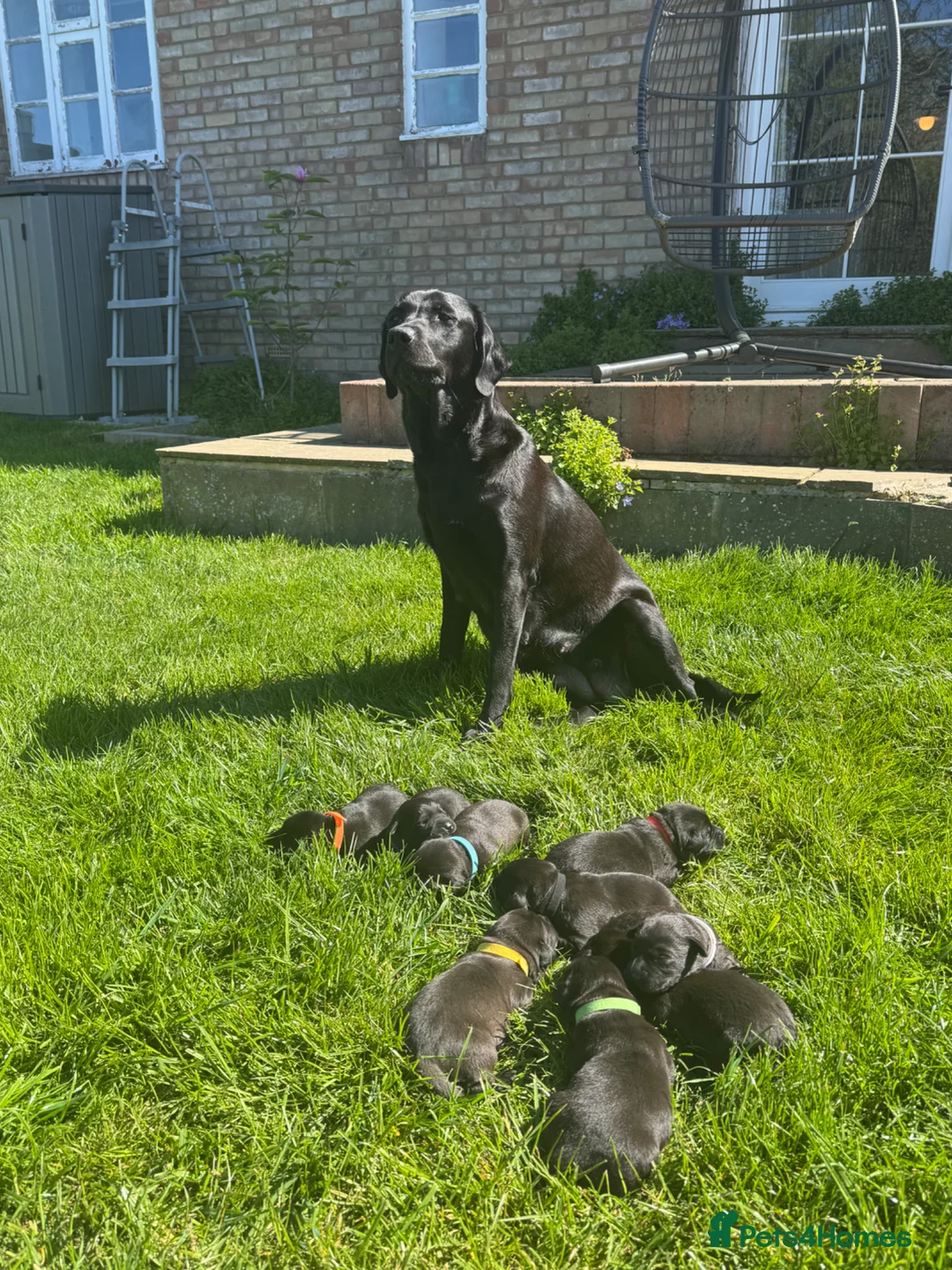 Labrador Retriever dogs for sale: 2 boys available  in Gloucester - Advert 1