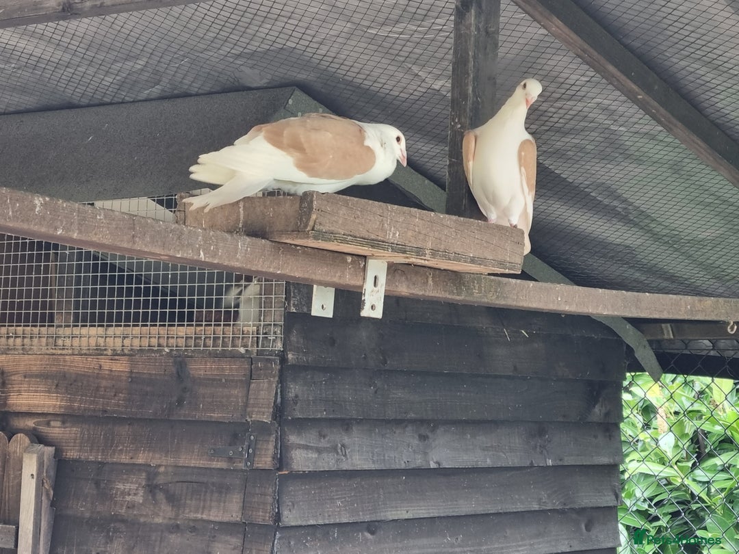 Pigeons birds for sale: sadleback hommers for sale - Advert 18