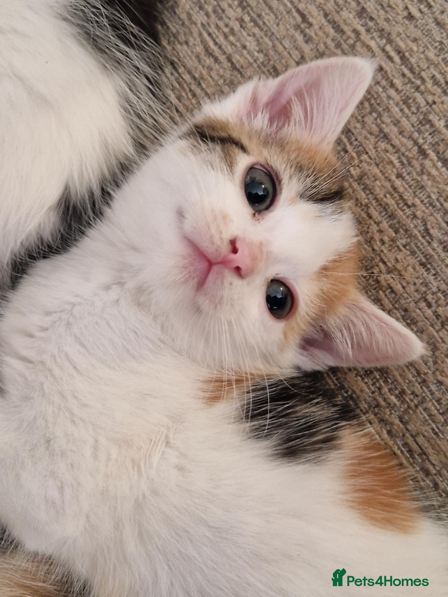 Mixed Breed cats 6 beautiful kittens ready for new homes - Advert 1