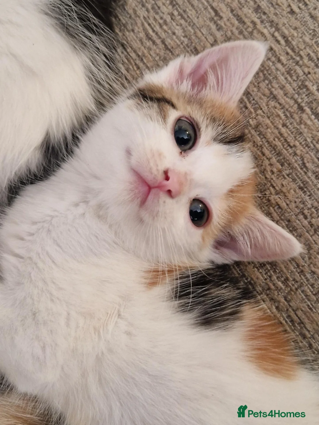 Mixed Breed cats for sale: 6 beautiful kittens ready for new homes - Advert 1