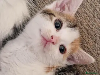 Mixed Breed cats 6 beautiful kittens ready for new homes - Advert 1
