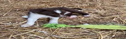 Border Collie dogs for sale: Beautiful Border Collie pups - Advert 7