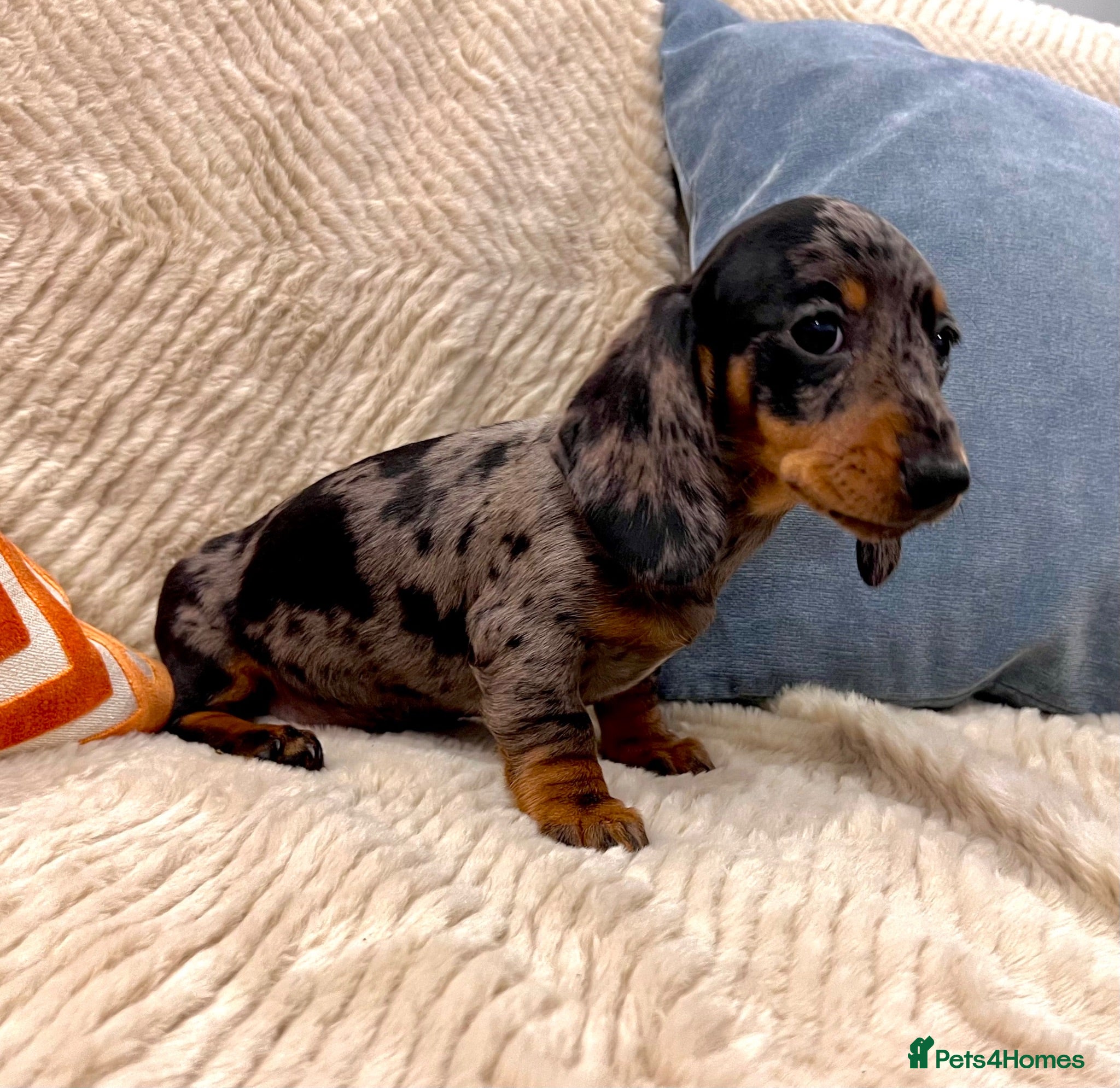 Miniature Dachshund dogs Miniature Dachshund (Smooth Haired) - Advert 2
