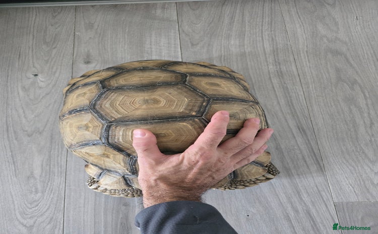Tortoise reptiles - Advert 4