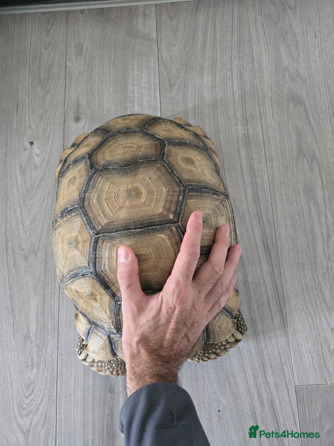 Tortoise reptiles for sale: Sulcata Tortoise Extremely Healthy - Image 1