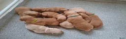 Golden Retriever dogs for sale: KC registered golden retriever pups  - Advert 9