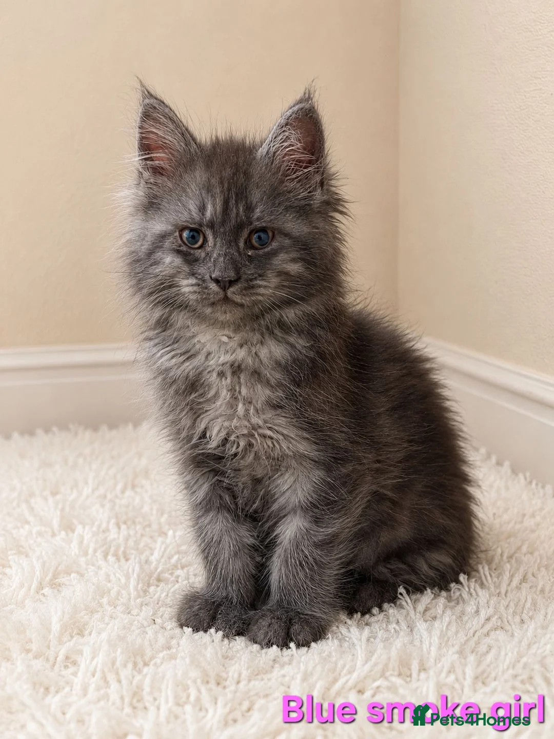 Maine Coon cats for sale: STUNNING MAINE COON KITTENS FOR SALE! - Advert 1