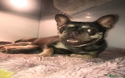 Mixed Breed dogs for sale: Bested boy that ever was Rare Pink Minibull boy  - Image 11