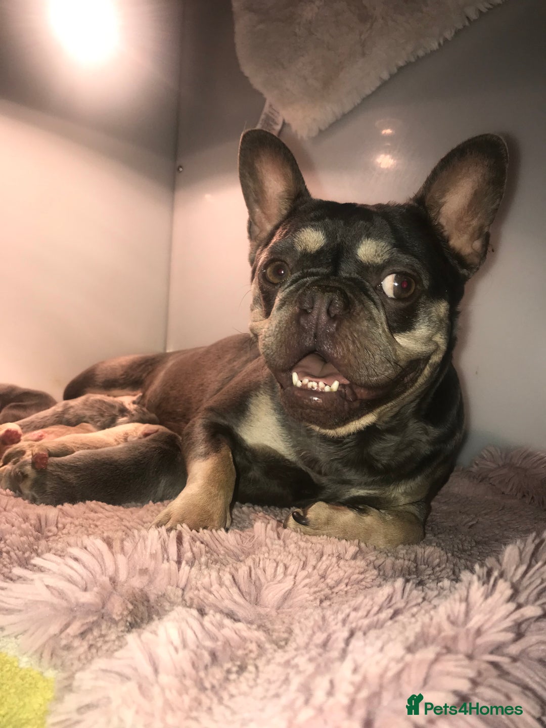 Mixed Breed dogs for sale: Bested boy that ever was Rare Pink Minibull boy  - Image 11