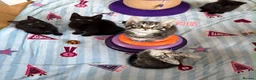 Mixed Breed cats for sale: 5 Beautiful kittens for sale - Advert 11