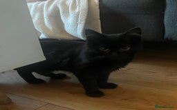 British Longhair cats for sale: 5 month old kittens for sale  - Image 3