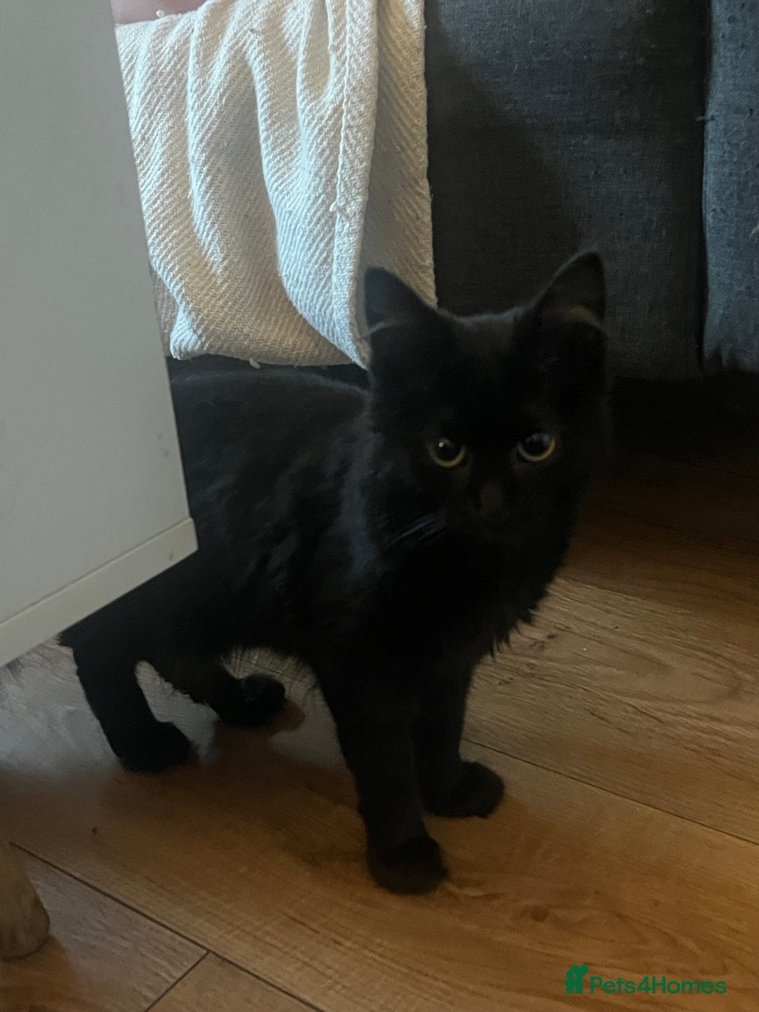 British Longhair cats for sale: 5 month old kittens for sale  - Image 3