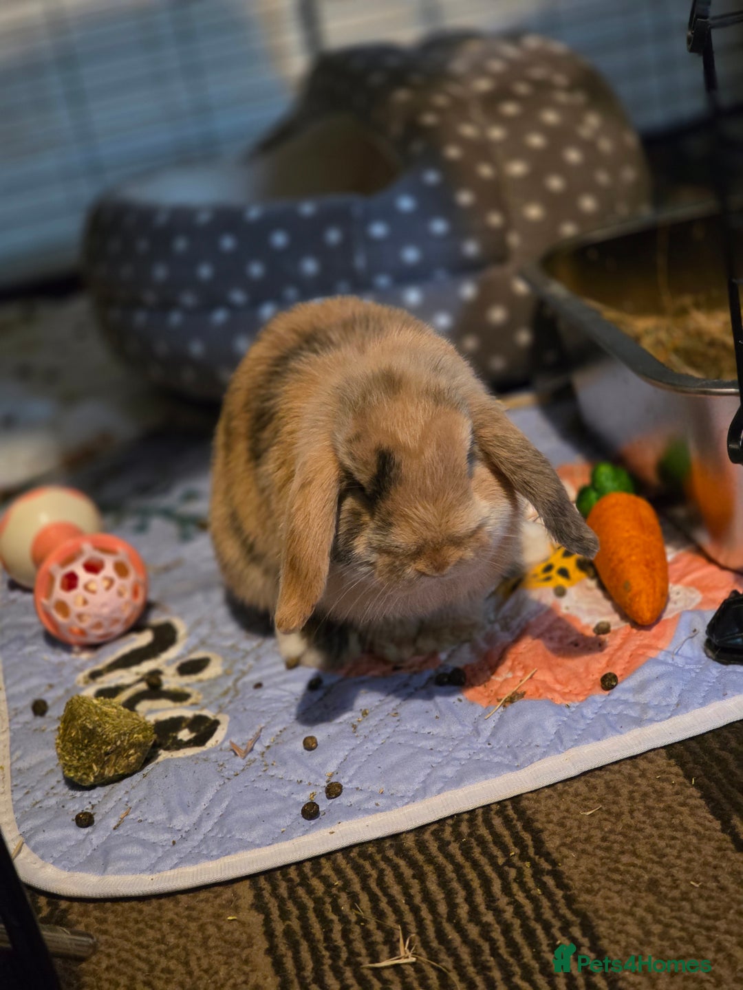 Mini Lop rabbits for sale: Mini lop boy seeking good home - Image 2