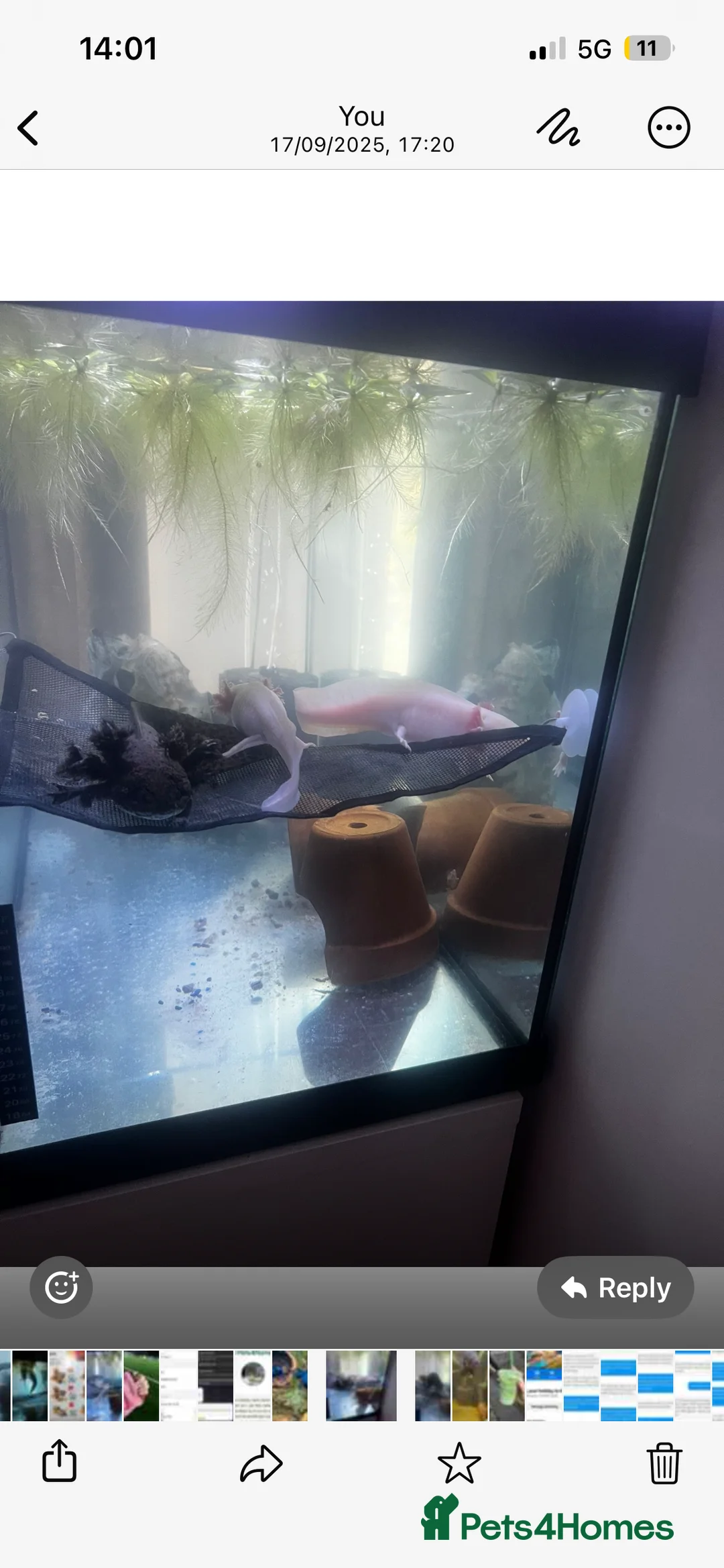 Axolotl reptiles for sale: 3 axolotls and complete set up  - Advert 4