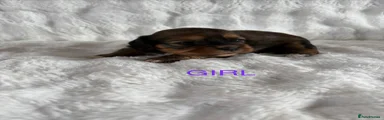 Mixed Breed Puppy 4