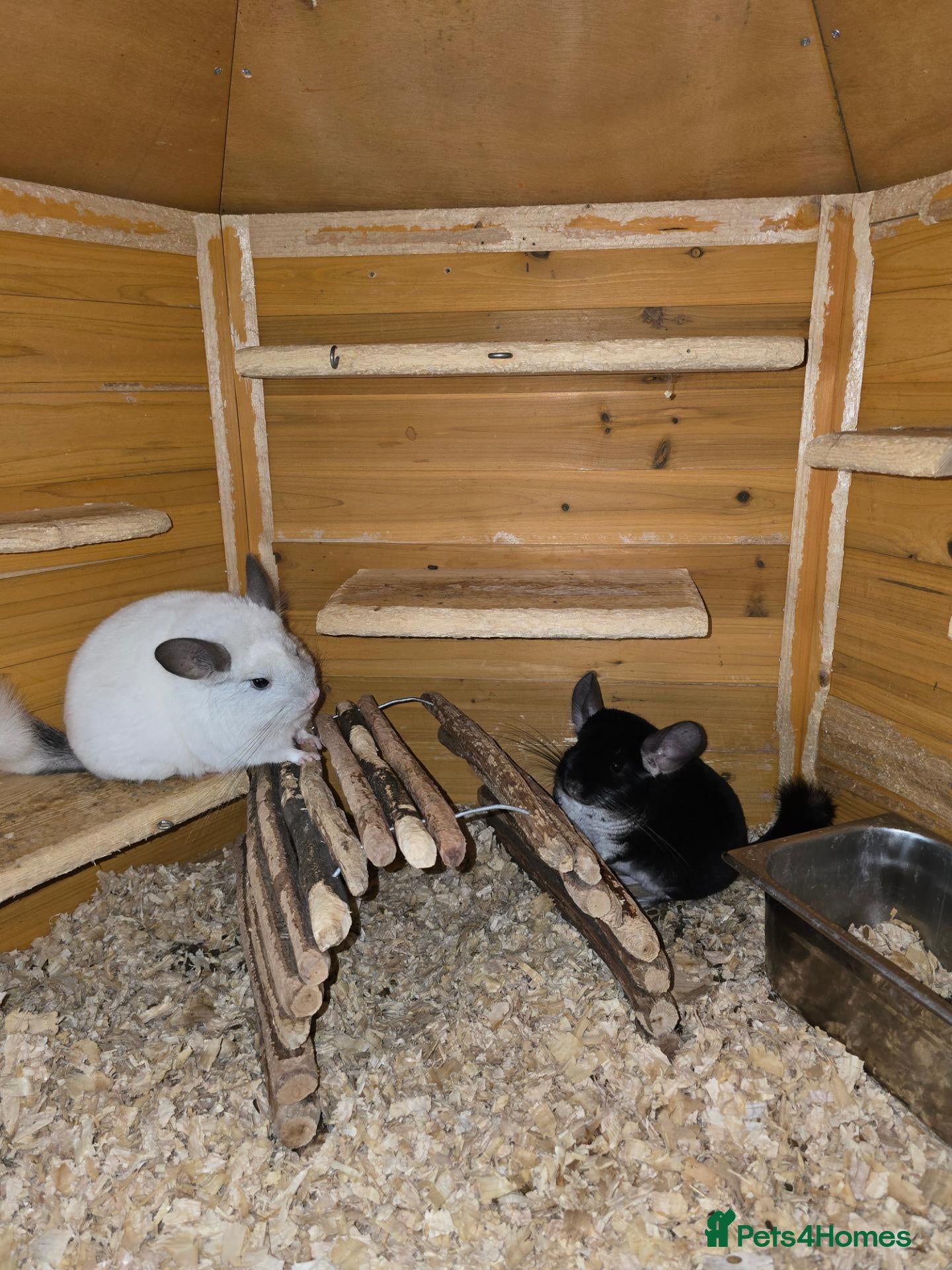 Chinchilla rodents Chinchillas  for sale  - Advert 15