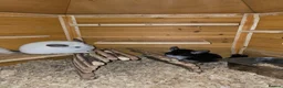 Chinchilla rodents for sale: Chinchillas  for sale  - Advert 1