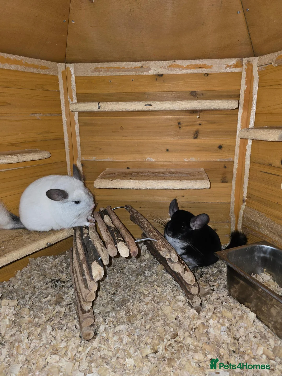 Chinchilla rodents for sale: Chinchillas  for sale  - Advert 1