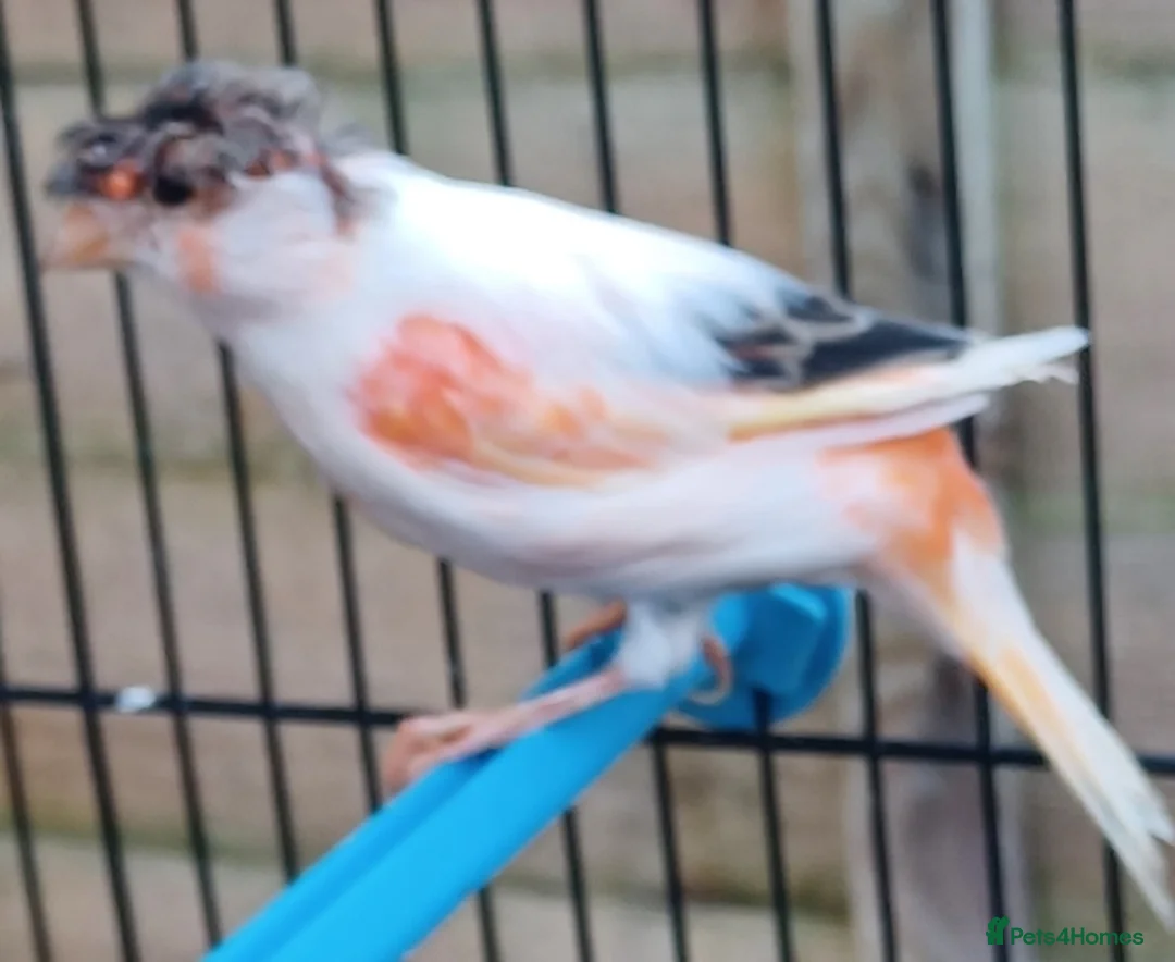 Canaries birds for sale: HARLEQUIN RED FACTOR PORTUGUESE CREASTED  - Advert 16