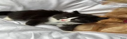 Persian cats for sale: 🤎Persian,Maincoon🤎 - Advert 24