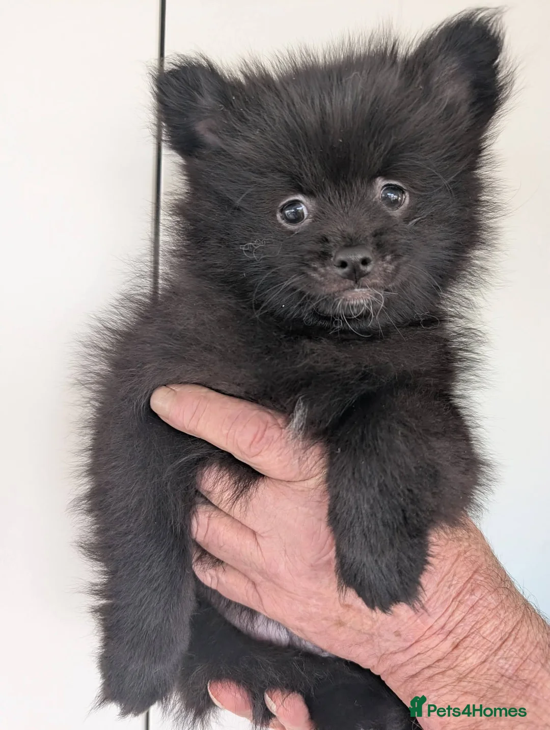 Pomeranian dogs for sale: Pomeranian Boys in Bradford - Advert 4