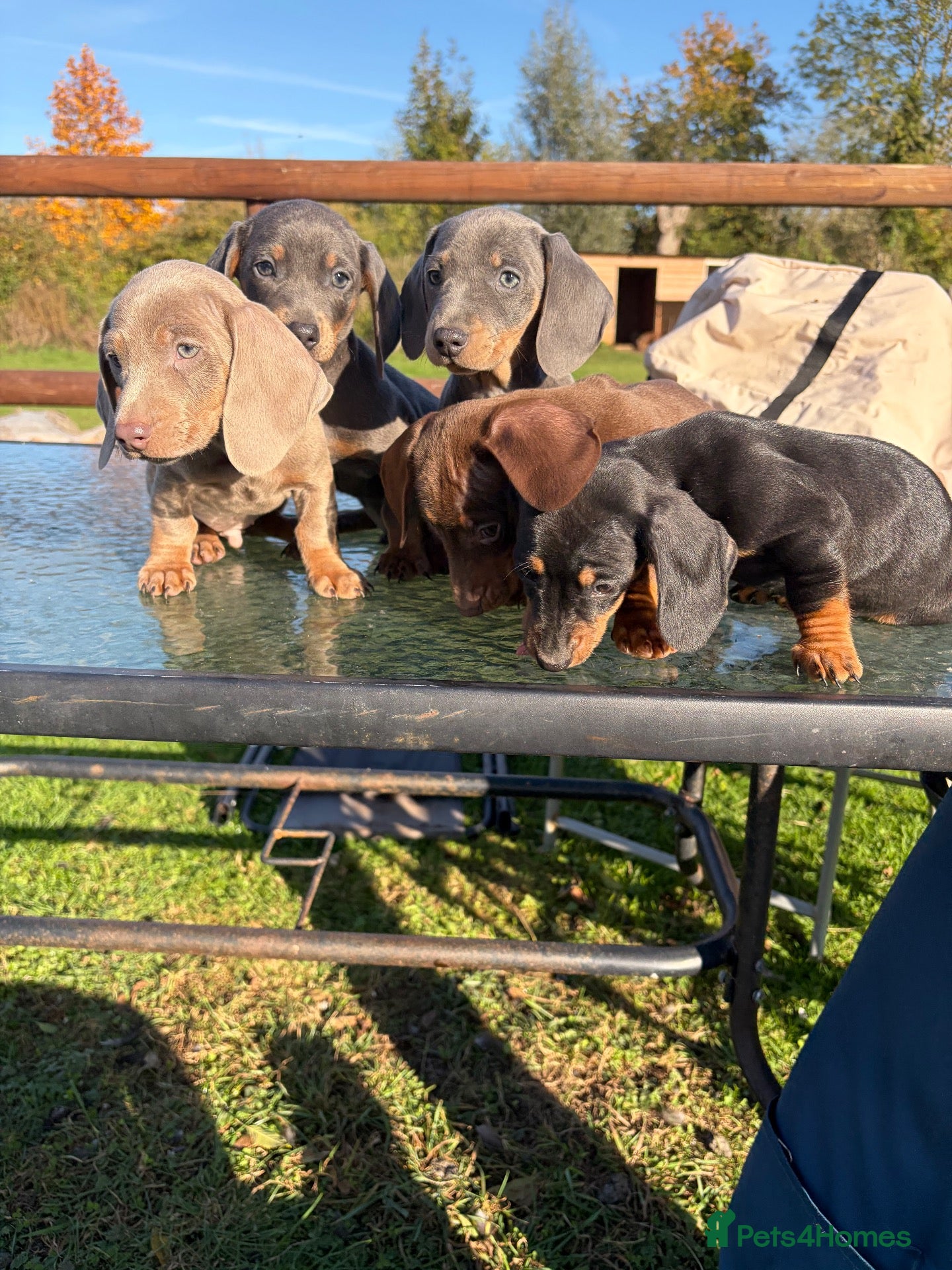 Miniature Dachshund dogs for sale: Miniature Dachshund Puppies🐶Ready to leave now 🐶 - Advert 2