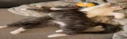Domestic Shorthair cats for sale: Pair of gorgeous girls &all their bits in Lyme Regis - Advert 11