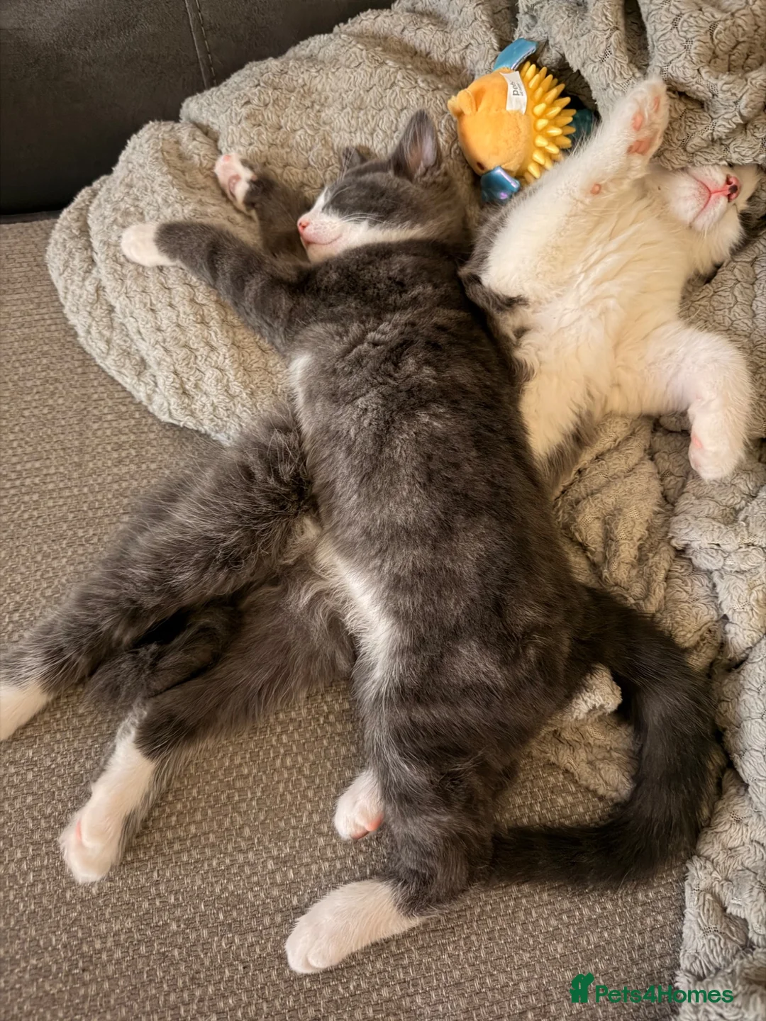 Domestic Shorthair cats for sale: Pair of gorgeous girls &all their bits in Lyme Regis - Advert 11
