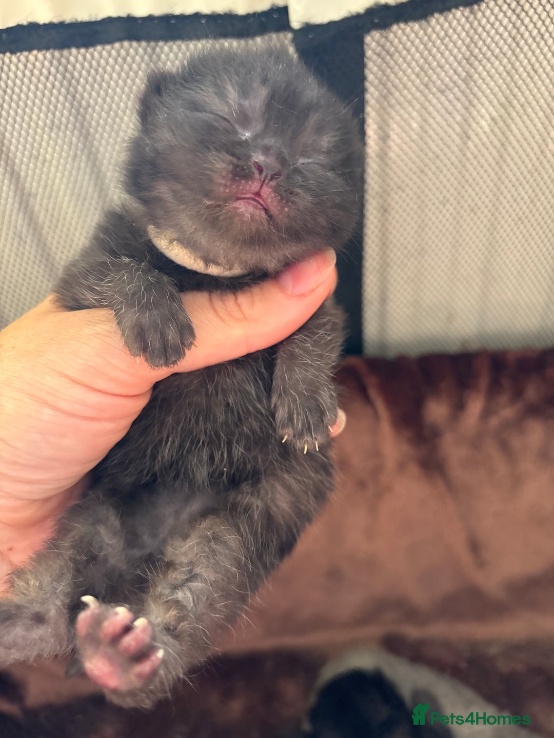 British Shorthair cats for sale: Pure British shorthair  - Image 17