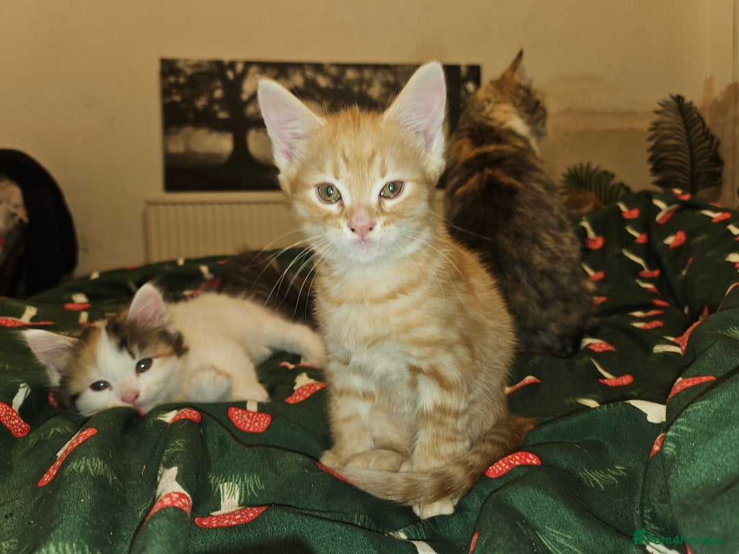 Maine Coon cats for sale: Beautiful fluffy kittens  - Advert 2