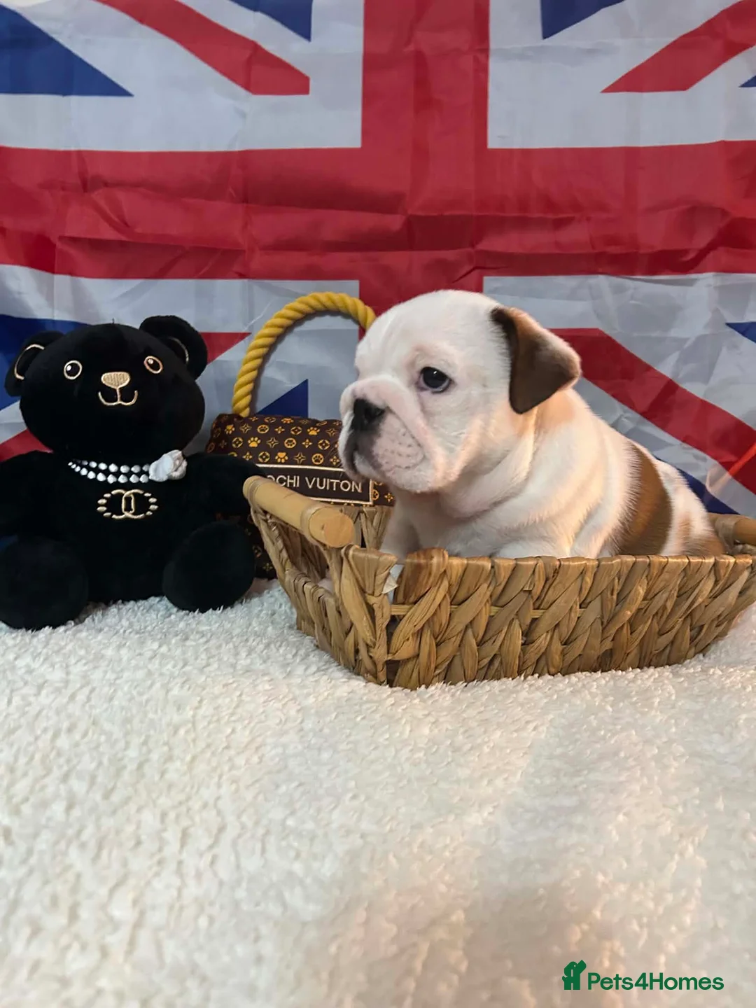 English Bulldog dogs for sale: English bulldog gorgeous pups kc registered  - Advert 1