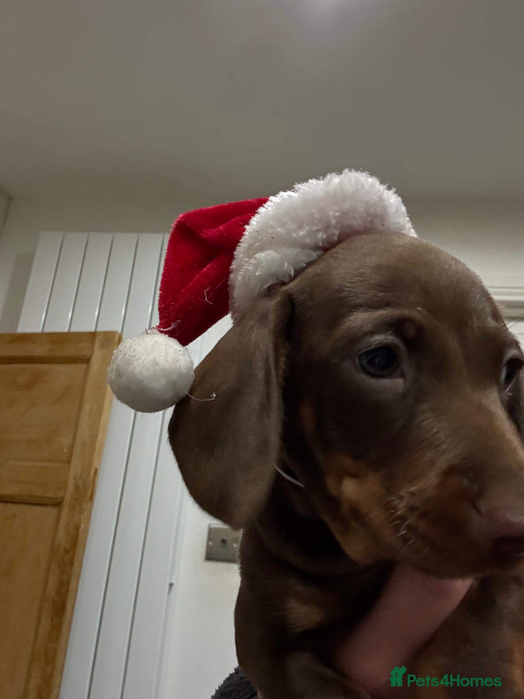 Miniature Dachshund dogs for sale: PLEASE READ!! Final lively little boy remaining ❤️ - Advert 11