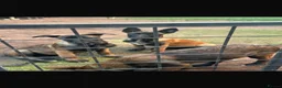 Belgian Shepherd Dog dogs for sale: Belgian malanois Shepard k9 in Birmingham - Advert 7
