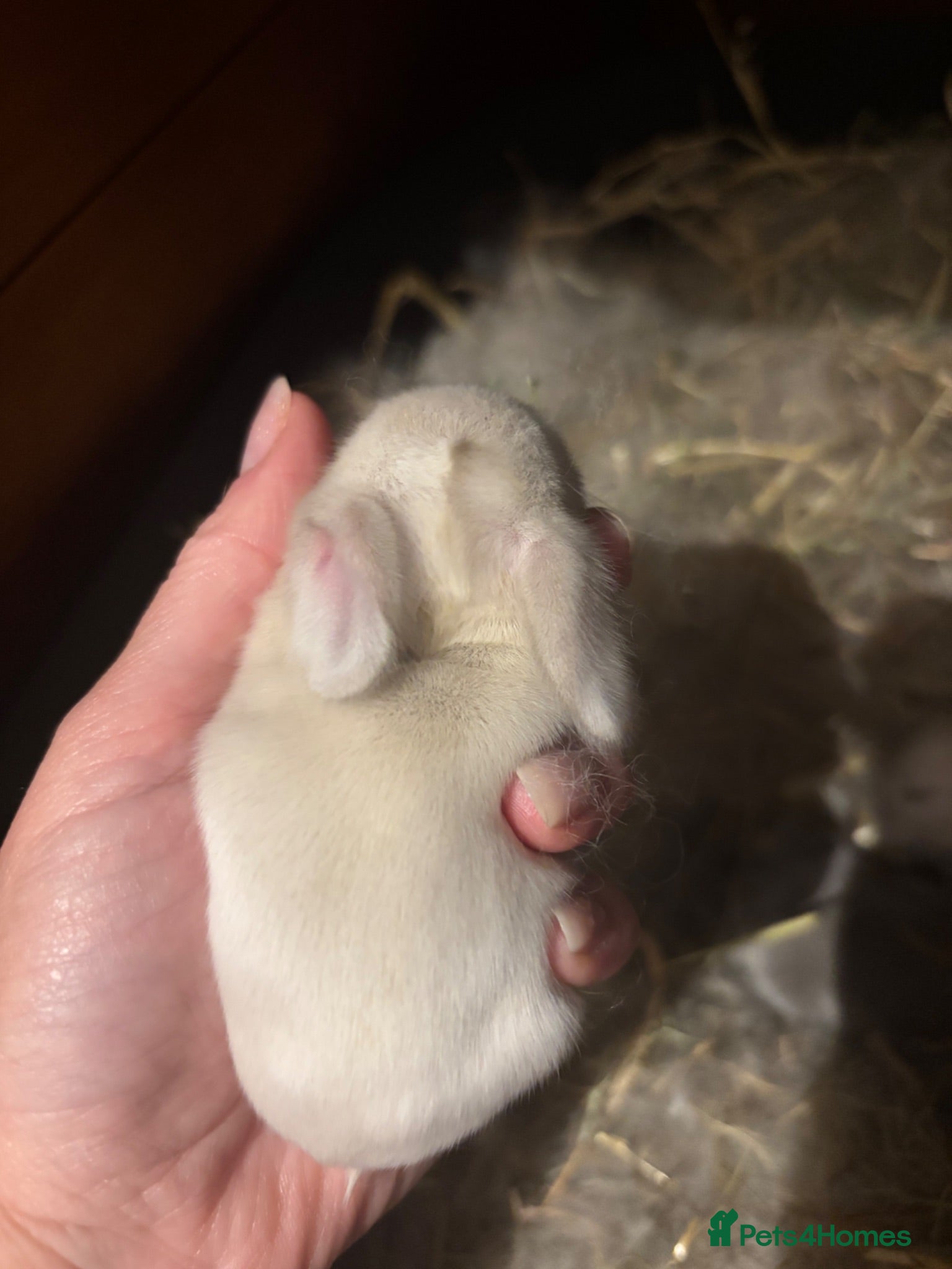 Mini Lop rabbits New born mini lop rabbits - Advert 2