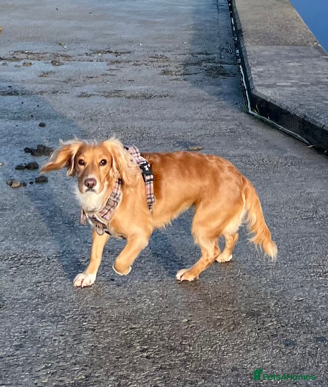 Cocker Spaniel dogs for sale: KC registered working spaniels Puppies-Cornwall  - Advert 9