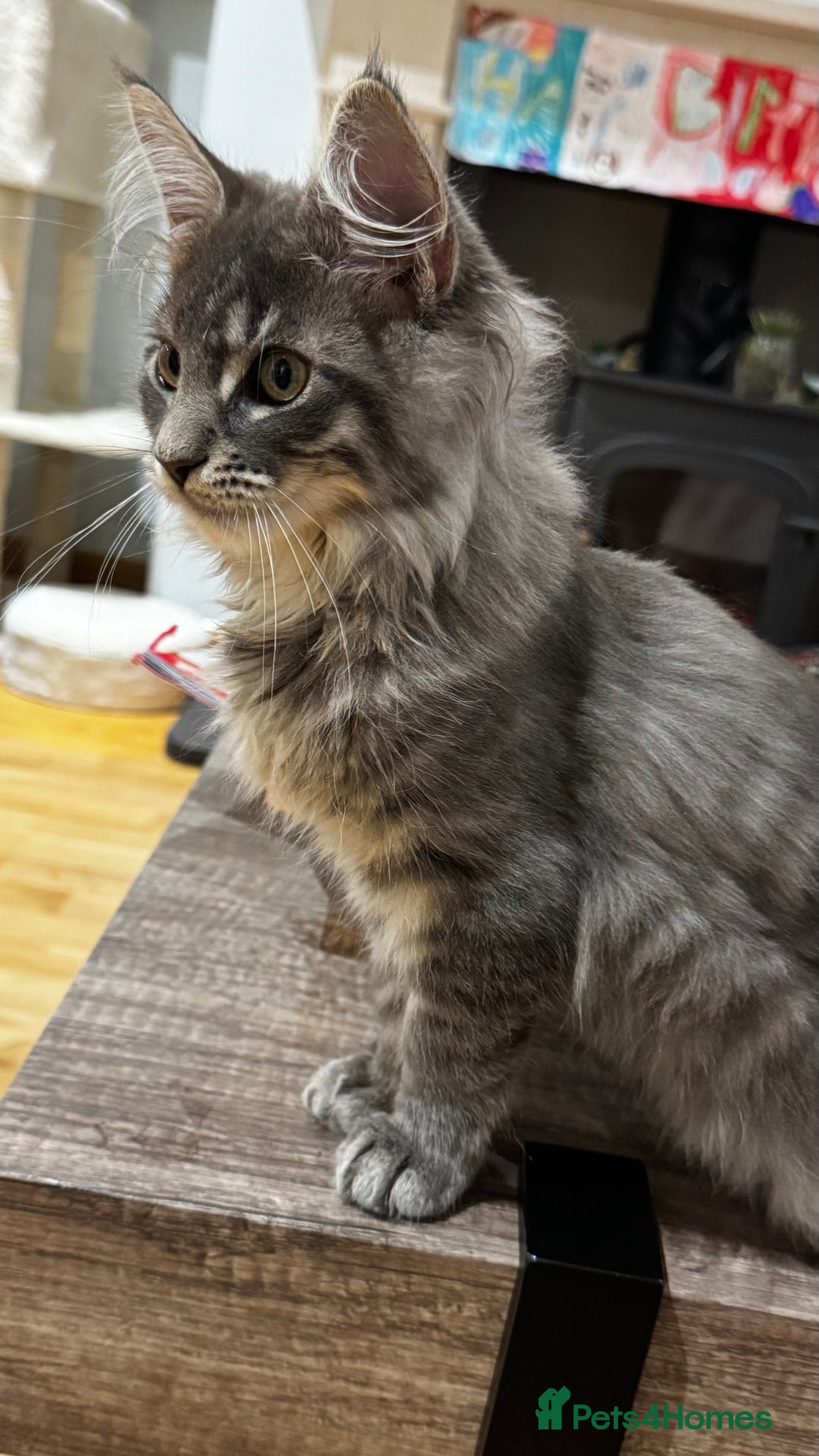 Maine Coon cats for sale: Beautiful XXL Maine Coon Boy 3 Months Old  - Advert 7