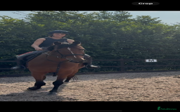 Irish Sports horses for sale: big beautiful bay 🥰 - Image 7