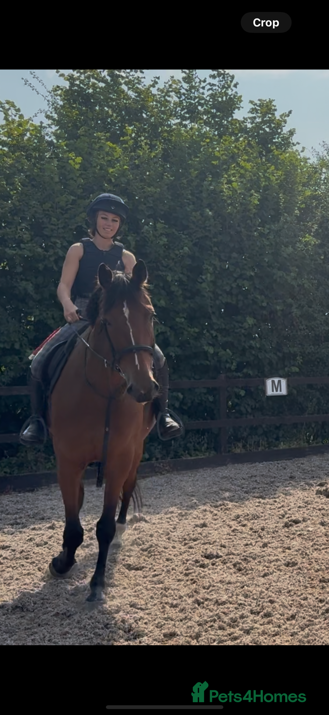 Irish Sports horses for sale: big beautiful bay 🥰 - Image 7