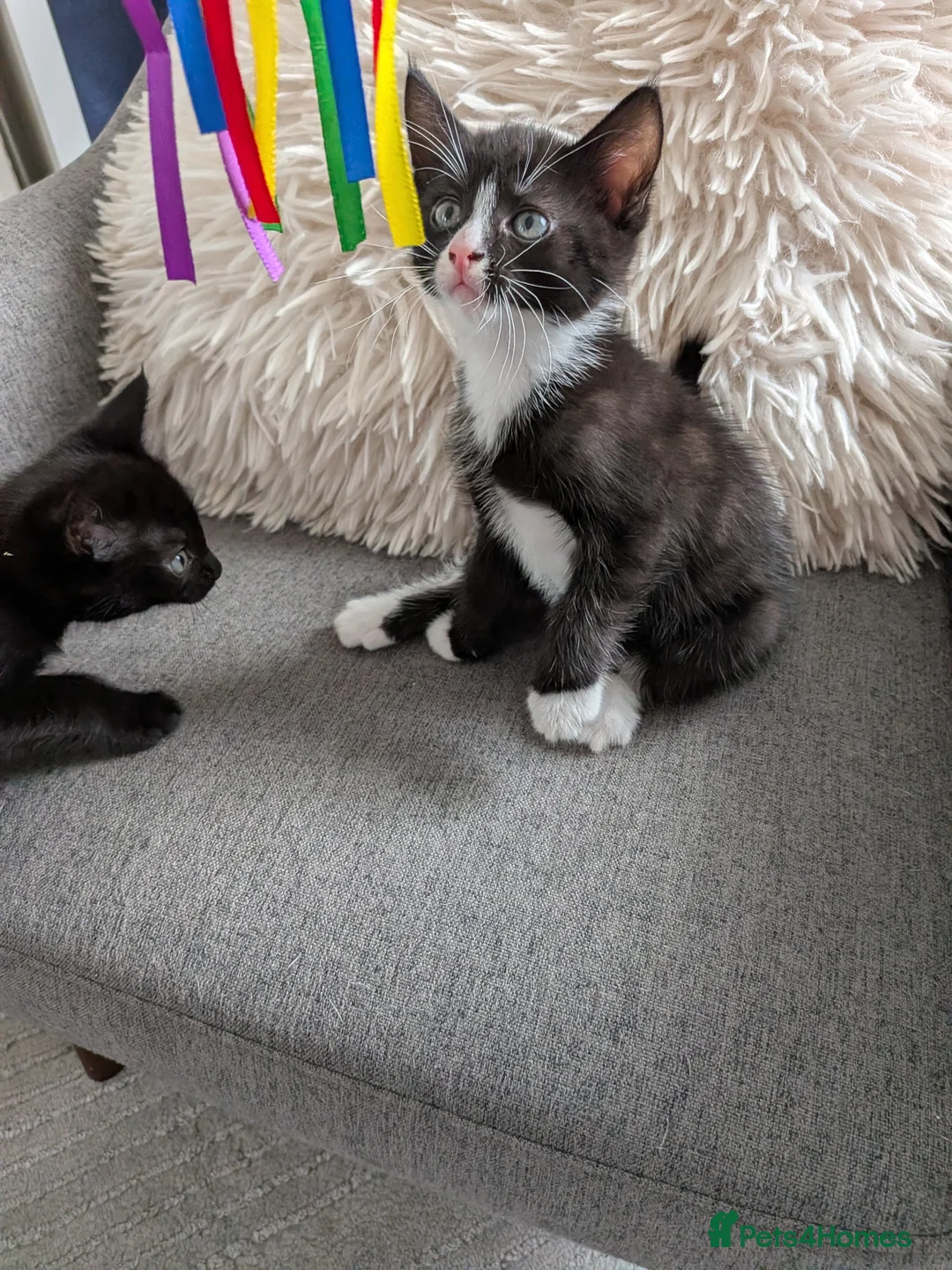 Domestic Shorthair cats for sale: Sweethearts ❤️ - Advert 9